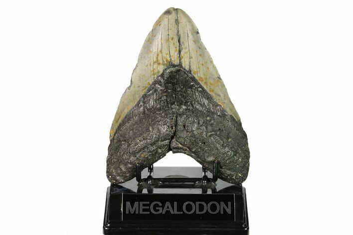 Fossil Megalodon Tooth - North Carolina #158223